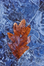 White Oak Leaf in ice LE8396 White Oak Leaf in ice LE8396