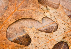 Layered Leaves LE8420 Layered Leaves LE8420