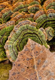 Aspen leaf and turkey tail LE8421 Aspen leaf and turkey tail LE8421