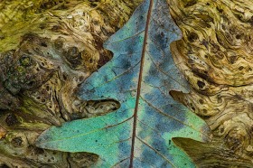 Colorful leaf and log pattern LE8647 Colorful leaf and log pattern LE8647