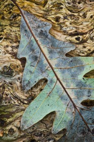 Oak leaf on patterned log LE8649 Oak leaf on patterned log LE8649