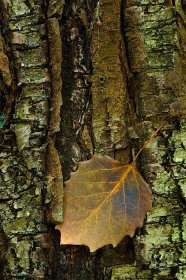 Bigtooth Aspen leaf in rough bark LE8656 Bigtooth Aspen leaf in rough bark LE8656