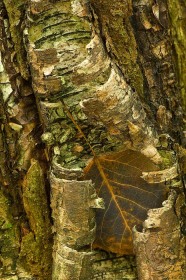 Bigtooth Aspen leaf in bark curls LE8658 Bigtooth Aspen leaf in bark curls LE8658