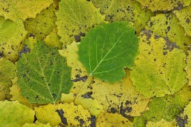 Bigtooth Aspen leaf pattern LE8660 Bigtooth Aspen leaf pattern LE8660