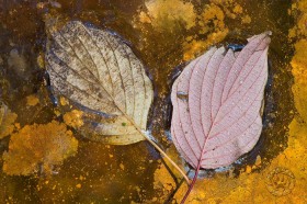Leaves in golden mirror LE8662 Leaves in golden mirror LE8662