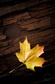Spotlight leaf LE8675 Spotlight leaf LE8675