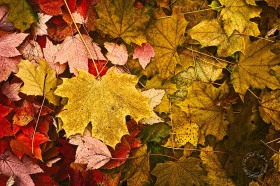 Autumn maple leaves LE8690 Autumn maple leaves LE8690