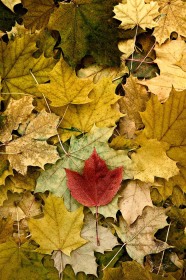 Fall leaf pile w/ red maple LE8691 Fall leaf pile w/ red maple LE8691