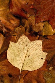 Tulip Tree leaves LE8696 Tulip Tree leaves LE8696
