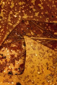 Tulip Tree leaf details with rain drops LE8698 Tulip Tree leaf details with rain drops LE8698