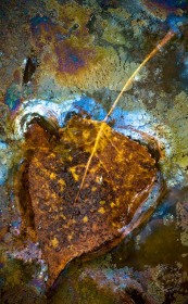 Leaf in Colorful Leptothrix LE8716 Leaf in Colorful Leptothrix LE8716