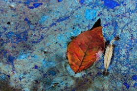 Leaves in discophora film LE8989 Leaves in discophora film LE8989