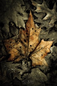 Leaf Alone LE9009 Leaf Alone LE9009