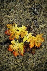 Fall leaves in pine needles LE9112 Fall leaves in pine needles LE9112