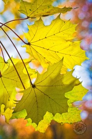 Glowing Backlit Maple leaves LE9190 Glowing Backlit Maple leaves LE9190