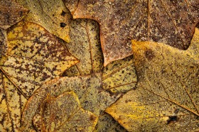 Tulip Tree Leaves after rain LE9194 Tulip Tree Leaves after rain LE9194