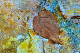 Leaf in colorful bacteria LE9325 Leaf in colorful bacteria LE9325
