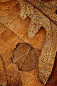 Leaf Shapes LE9437 Leaf Shapes LE9437
