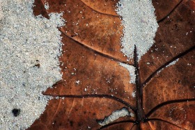 Beach leaf and sand Beach leaf and sand