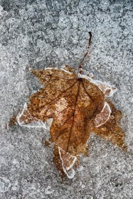 Maple Leaf in ice LE9715 Maple Leaf in ice LE9715