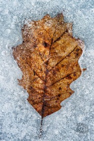 Frozen leaf LE9716 Frozen leaf LE9716