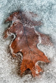 Oak Leaf in Ice LE9718 Oak Leaf in Ice LE9718
