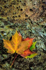 Colorful leaf trio on old growth bark LE9775 Colorful leaf trio on old growth bark LE9775