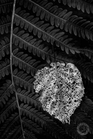 Leaf Skeleton on Fern LE9880 Leaf Skeleton on Fern LE9880
