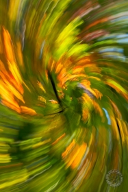 Leaf Swirl Leaf Swirl