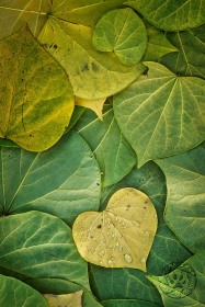 Leaves are a Fallin LE9897 Leaves are a Fallin LE9897