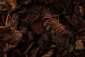 Dawn redwood cones and leaves LE9977 Dawn redwood cones and leaves LE9977