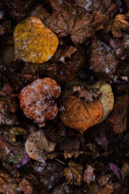 Autumn Snow dusting LE9997 Autumn Snow dusting LE9997