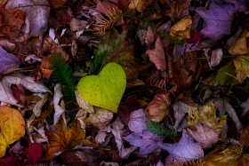 Leaf litter with Heart Leaf LE10716 Leaf litter with Heart Leaf LE10716