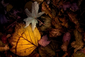 Leaf Pile LE10719 Leaf Pile LE10719