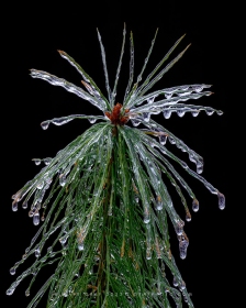 Ice-covered White Pine TR10746 Ice-covered White Pine TR10746