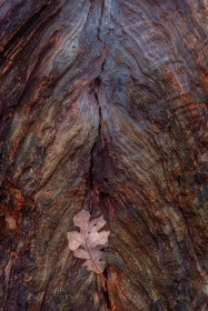 Oak leaf on weathered White Oak trunk TR10926 Oak leaf on weathered White Oak trunk TR10926