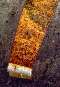 Peeling Birch Bark TR2173 Peeling Birch Bark TR2173
