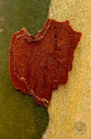 Sycamore Heart TR4324 Sycamore Heart TR4324