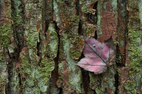 Maple leaf & mossy hickory bark TR7757 Maple leaf & mossy hickory bark TR7757