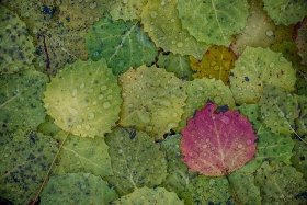 Big Tooth Aspen leaves with rain drops LE9794 Big Tooth Aspen leaves with rain drops LE9794