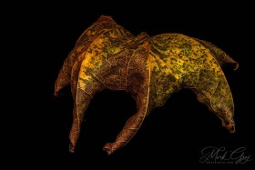 Leaf Creature No. 1 LE10554 Leaf Creature No. 1 LE10554