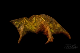 Leaf Creature No. 10 LE10563 Leaf Creature No. 10 LE10563