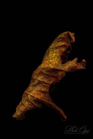 Leaf Creature No. 11 LE10566 Leaf Creature No. 11 LE10566