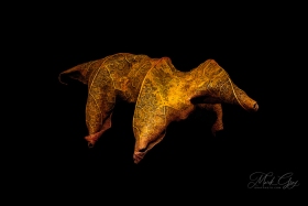 Leaf Creature No. 13 LE10568 Leaf Creature No. 13 LE10568