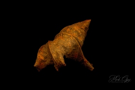 Leaf Creature No. 14 LE10569 Leaf Creature No. 14 LE10569