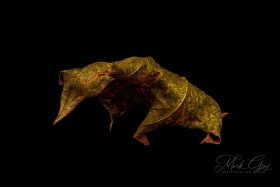Leaf Creature No. 15 LE10570 Leaf Creature No. 15 LE10570