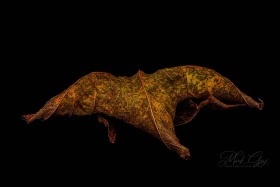 Leaf Creature No. 16 LE10571 Leaf Creature No. 16 LE10571