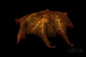 Leaf Creature No. 18 LE10573 Leaf Creature No. 18 LE10573