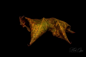 Leaf Creature No. 19 LE10574 Leaf Creature No. 19 LE10574