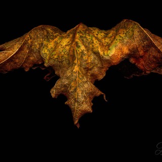 Leaf Creature No. 2 LE10555 Leaf Creature No. 2 LE10555